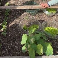 Wissen wie`s wächst und schmeckt
